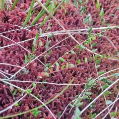 bog cranberry thumbnail 2