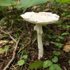 Eastern North American Destroying Angel thumbnail 5