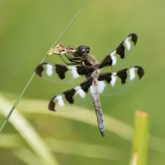 Twelve-spotted Skimmer thumbnail 1