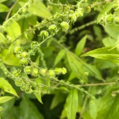 virginia stickseed thumbnail 1