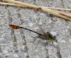 Flag-tailed Spinyleg thumbnail 1