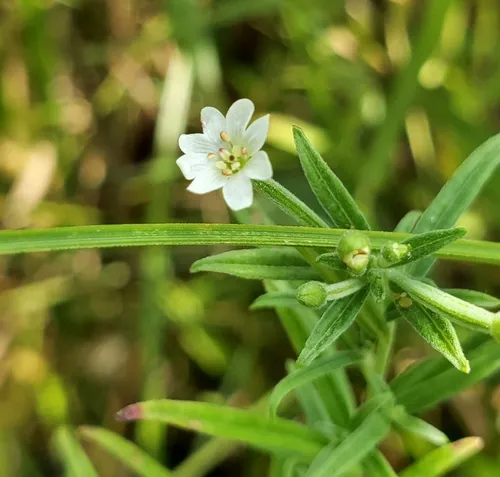 Linear-leaf Willowherb