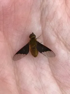 Chrysanthrax cypris thumbnail 4