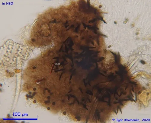 Coniochaeta leucoplaca