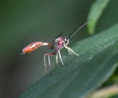 Dusona rufescens thumbnail 2