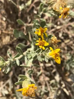 Hispid goldenaster thumbnail 1