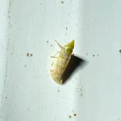 Japanese Maple Leafhopper thumbnail 2