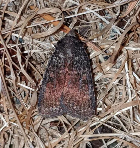 Abagrotis apposita