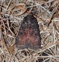 Abagrotis apposita thumbnail 1