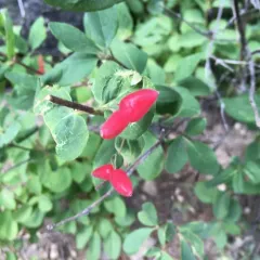 Utah Honeysuckle thumbnail 2