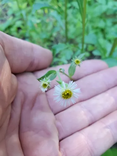 Tall Bitter Fleabane