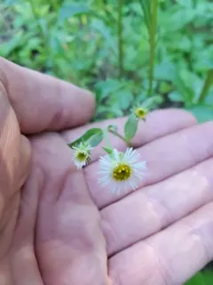 Tall Bitter Fleabane thumbnail 1
