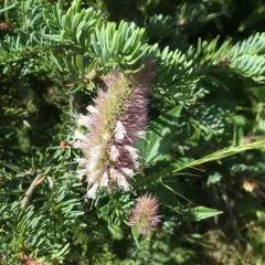nettle-leaf giant hyssop thumbnail 3
