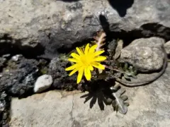 Taraxacum cordilleranum thumbnail 4