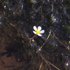 common water-crowfoot thumbnail 2