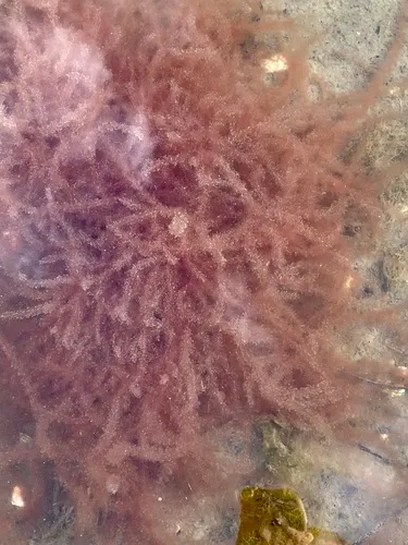 Chenille Weed