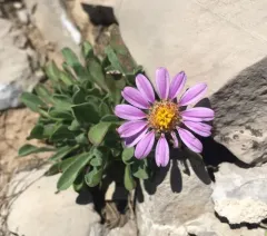 Wyoming townsend daisy thumbnail 2