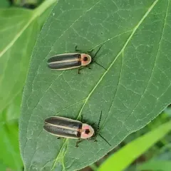 Common Eastern Firefly thumbnail 3
