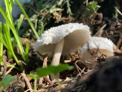 white chalk mushroom thumbnail 4
