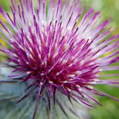 Edible Thistle thumbnail 2