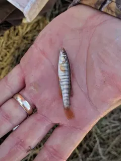 Northern Plains Killifish thumbnail 4
