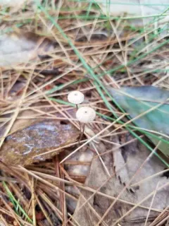Oak-leaf Pinwheel thumbnail 2