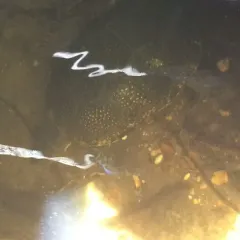 Blanding's Turtle thumbnail 2