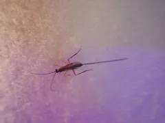 Macrocentrus marginator thumbnail 2