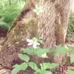 tall thimbleweed thumbnail 3