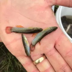 Plains Topminnow thumbnail 3