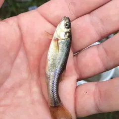 Fathead Minnow thumbnail 4