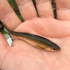 Brassy Minnow thumbnail 2