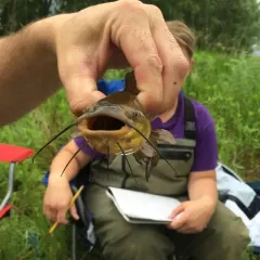 Black Bullhead thumbnail 2