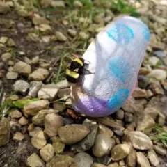 Cryptic Bumble Bee thumbnail 3
