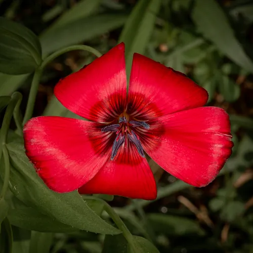 Scarlet Flax