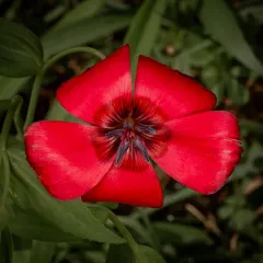 Scarlet Flax thumbnail 1