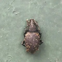 Black Vine Weevil thumbnail 4