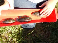 Jack Dempsey thumbnail 4