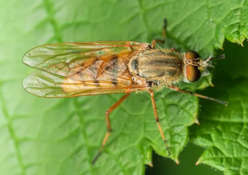 Spiriverpa bella