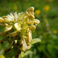 Sickletop Lousewort thumbnail 4