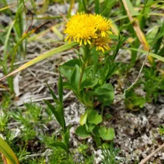 northern goldenrod thumbnail 3
