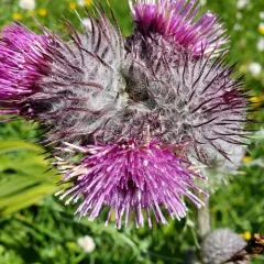 Edible Thistle thumbnail 3