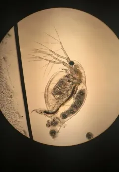 Common Water Flea thumbnail 2