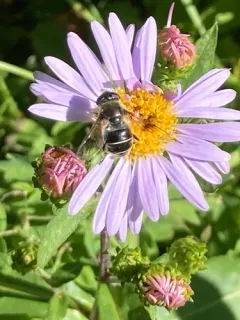Spot-winged Drone Fly thumbnail 2