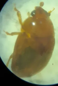 Pale Sap Beetle thumbnail 2