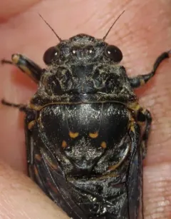 Okanagana vocalis thumbnail 1
