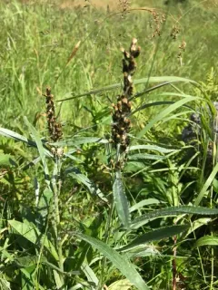 Norwegian Cudweed thumbnail 1