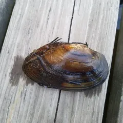 Giant Floater thumbnail 4