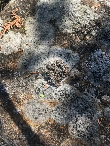 Snow Lichen