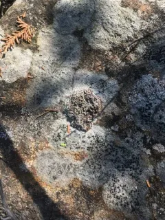 Snow Lichen thumbnail 1